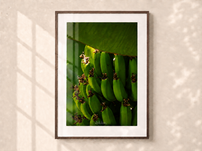 Costa Rica Bananas