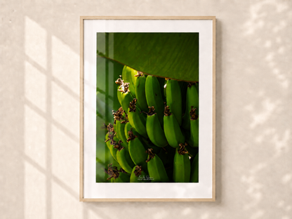 Costa Rica Bananas