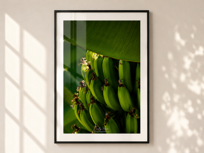 Costa Rica Bananas