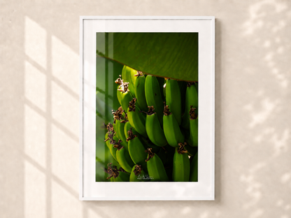 Costa Rica Bananas