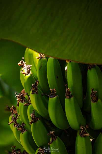 Costa Rica Bananas