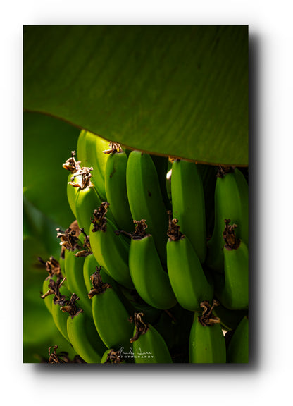 Costa Rica Bananas