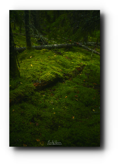 Moss Scape