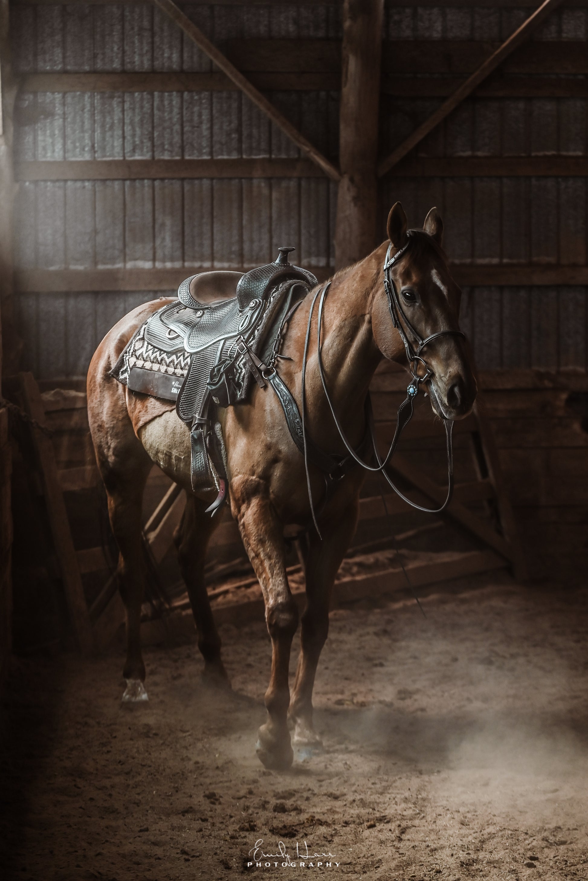 Horse[zoom]