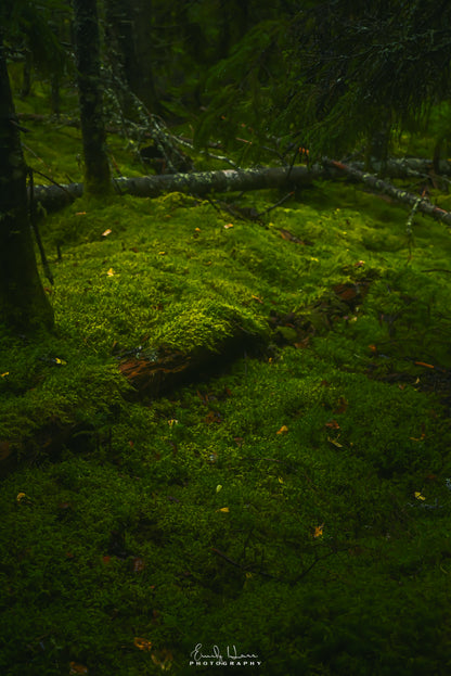 MossScape[zoom]