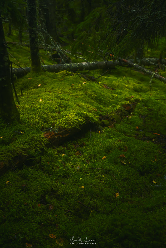 MossScape[zoom]