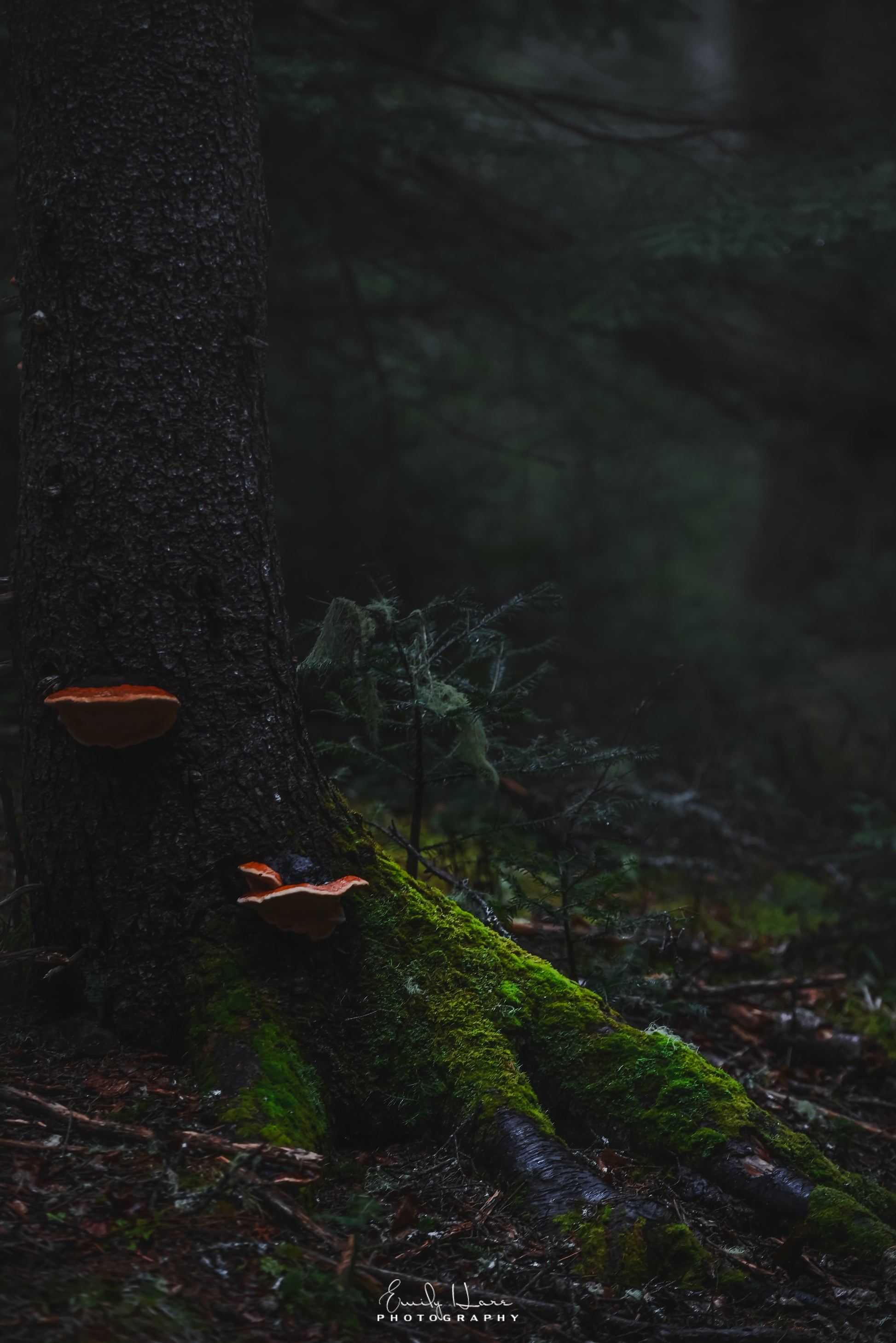 MushroomMoss[zoom]