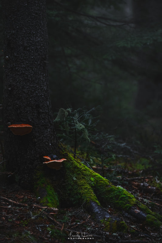 MushroomMoss[zoom]