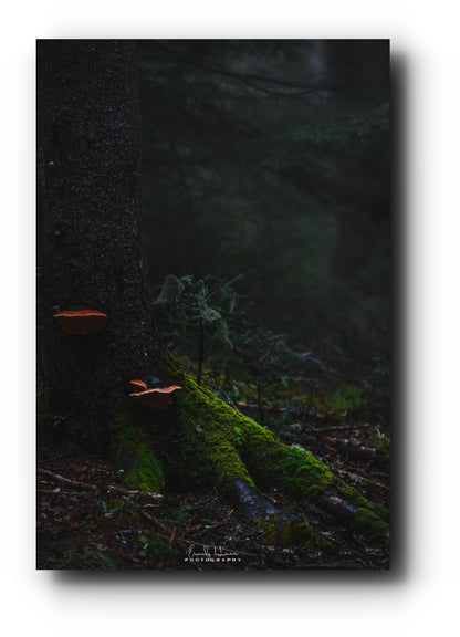 Mushroom Moss