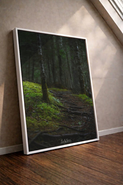 The Moss Path