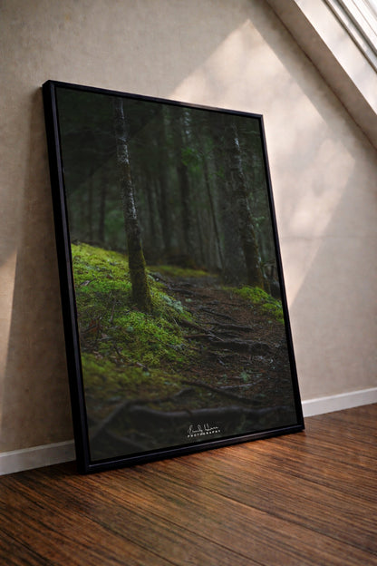 The Moss Path