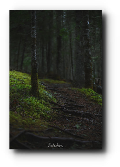 The Moss Path