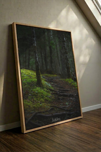 The Moss Path