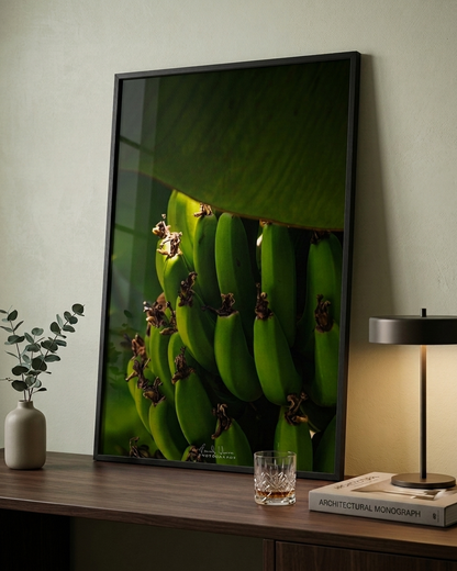 Costa Rica Bananas